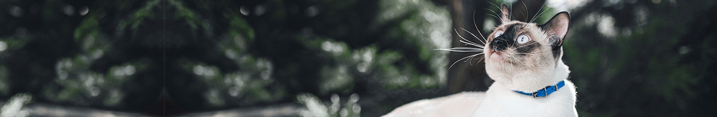 Animal Health Clinic Animal Health Clinic