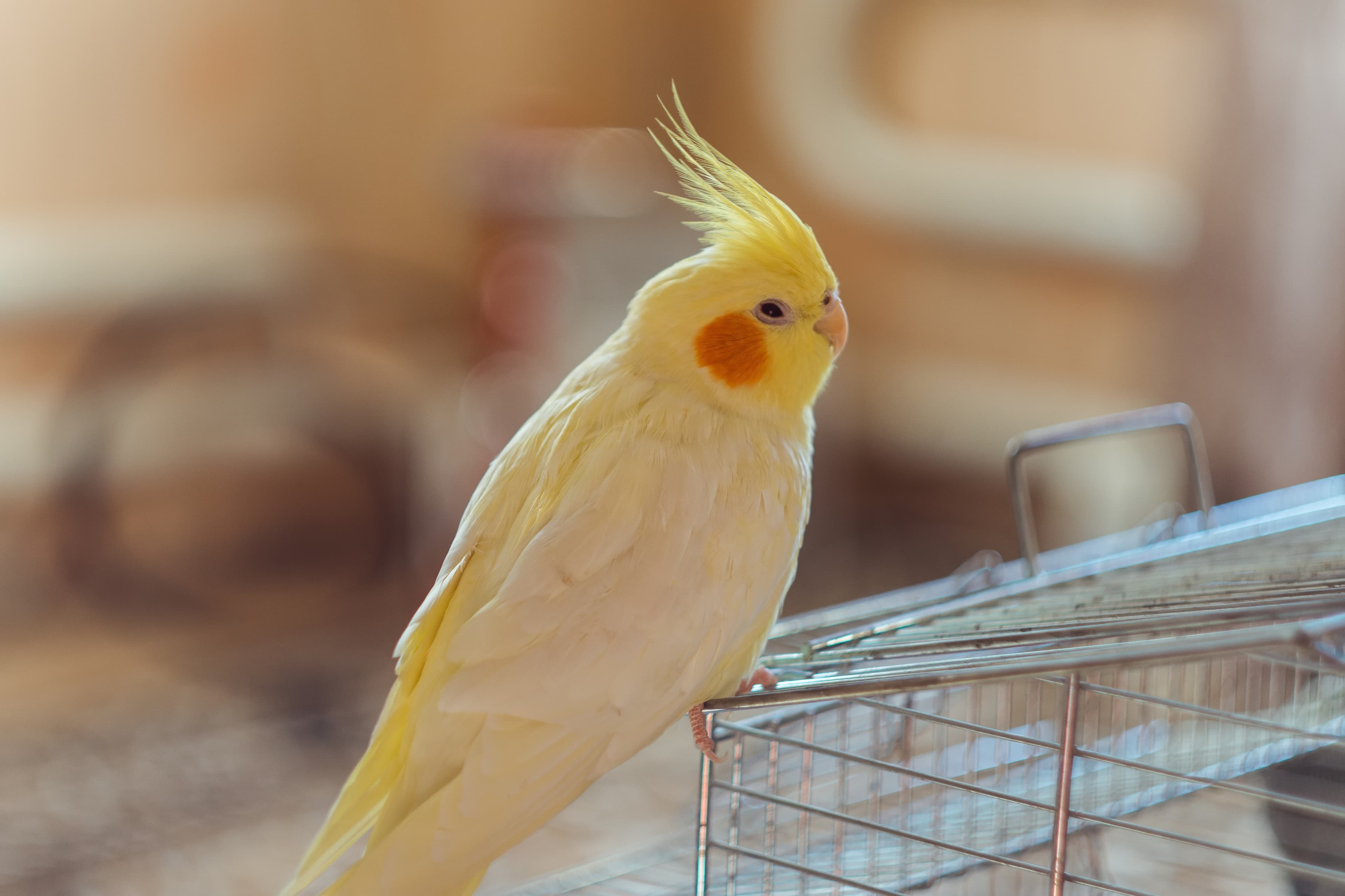 Cockatiels Cockatiels