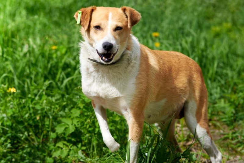 Dog Limping Dog Limping