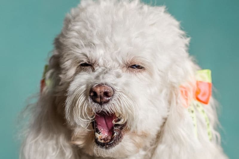 How to Treat Mold Allergies In Dogs How to Treat Mold Allergies In Dogs