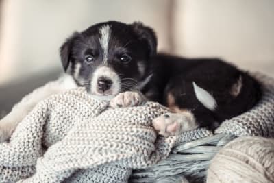 Getting Your Dog Fixed: When and What To Know Getting Your Dog Fixed: When and What To Know