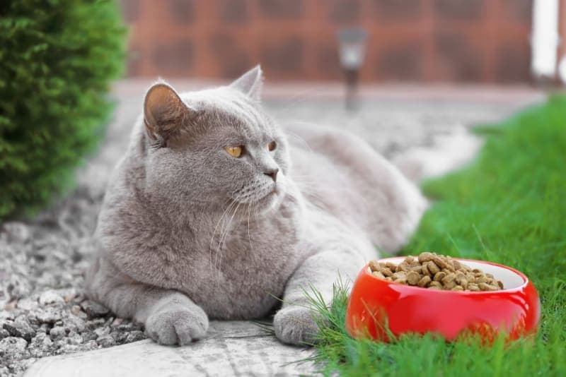 Is your cat overweight? Signs & Symptoms Is your cat overweight? Signs & Symptoms