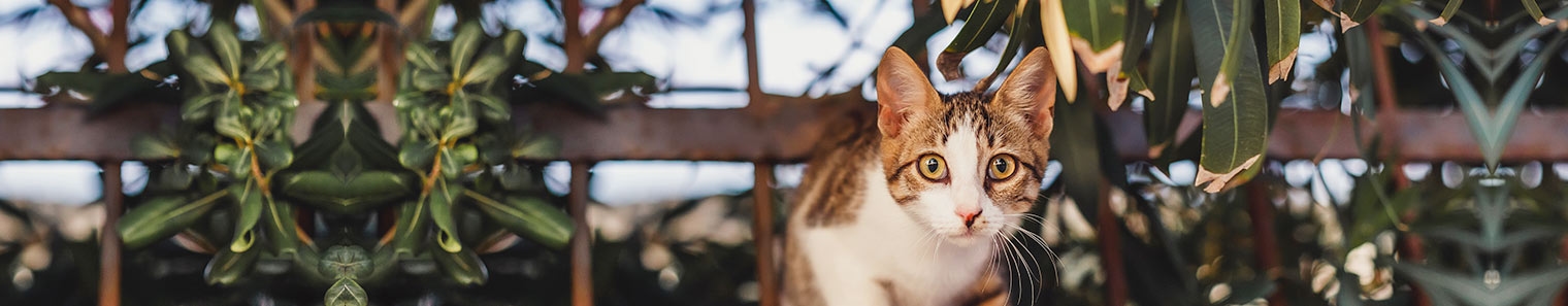 Park Animal Hospital Park Animal Hospital