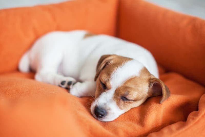 Parainfluenza in Dogs Parainfluenza in Dogs