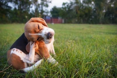 What does ringworm look like on a dog? What does ringworm look like on a dog?