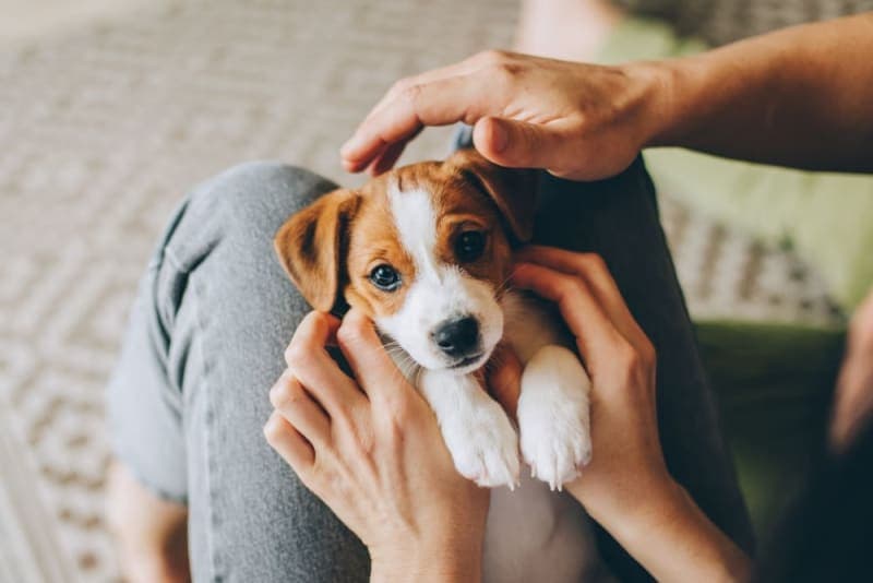 How to Raise a Puppy: Guide for the First Year How to Raise a Puppy: Guide for the First Year