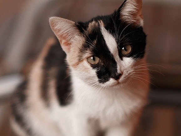 Picayune Veterinary Clinic About Us Hero Image Picayune Veterinary Clinic About Us Hero Image