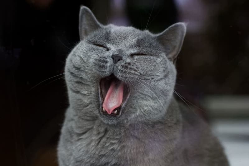 Cat Laryngitis Cat Laryngitis