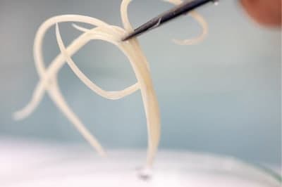 The Importance of Parasite Control in Dogs The Importance of Parasite Control in Dogs