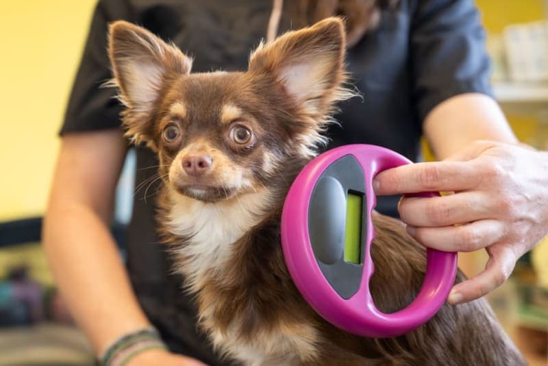 Demystifying Pet Microchipping: How It Works & What to Expect Demystifying Pet Microchipping: How It Works & What to Expect