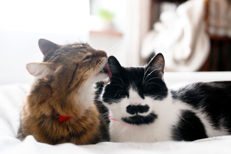 Does My Cat Need a Friend? Does My Cat Need a Friend?