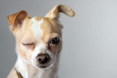 Dog Vision Problems: Blindness Symptoms & When to Seek Treatment Dog Vision Problems: Blindness Symptoms & When to Seek Treatment