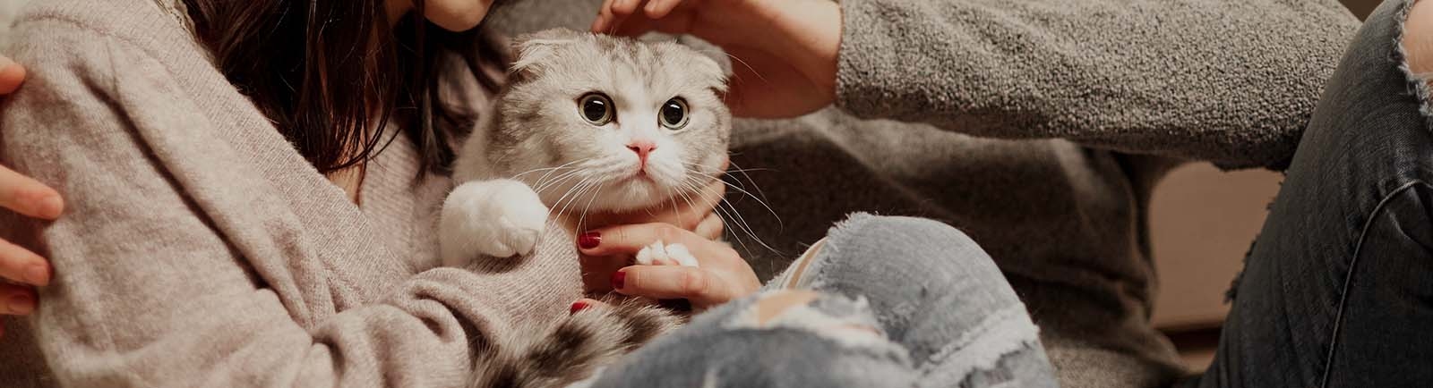 Southborough Veterinary Hospital Southborough Veterinary Hospital