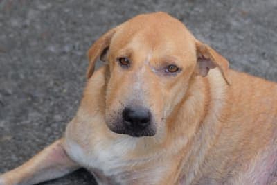 Facial Swelling in Dogs: Symptoms & Treatment Facial Swelling in Dogs: Symptoms & Treatment