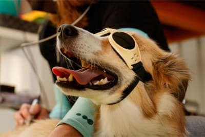 What Is Veterinary Cold Laser Therapy? What Is Veterinary Cold Laser Therapy?