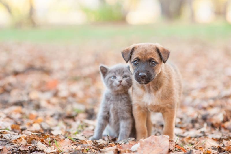 Can A Puppy & Kitten Grow Up Together? Can A Puppy & Kitten Grow Up Together?