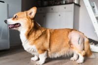 Hip Replacement for Dogs Hip Replacement for Dogs