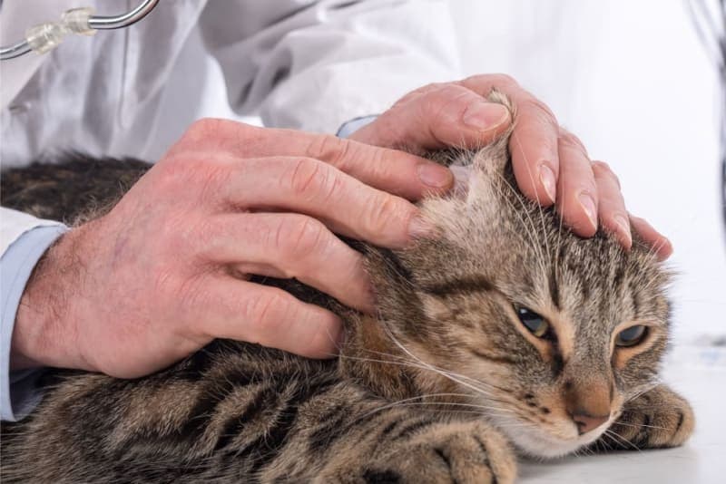 Aural Hematoma in Cats: When Is Surgery Needed? Aural Hematoma in Cats: When Is Surgery Needed?