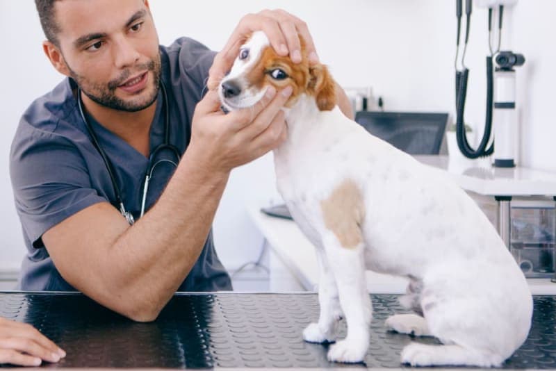 Broken Jaws in Dogs: Causes & Treatments Broken Jaws in Dogs: Causes & Treatments