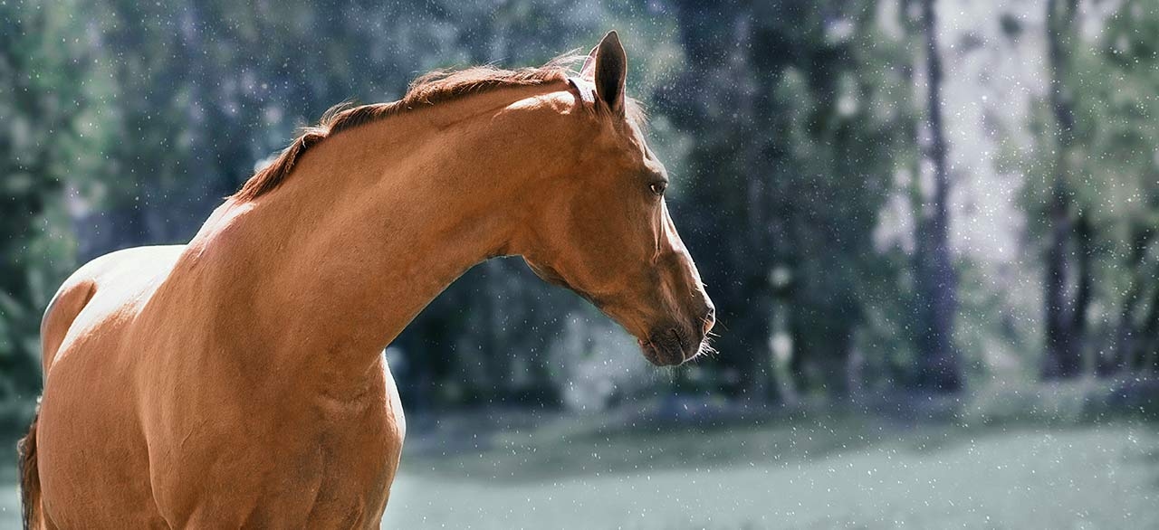 thomasville-veterinary-hospital-banner-3 thomasville-veterinary-hospital-banner-3