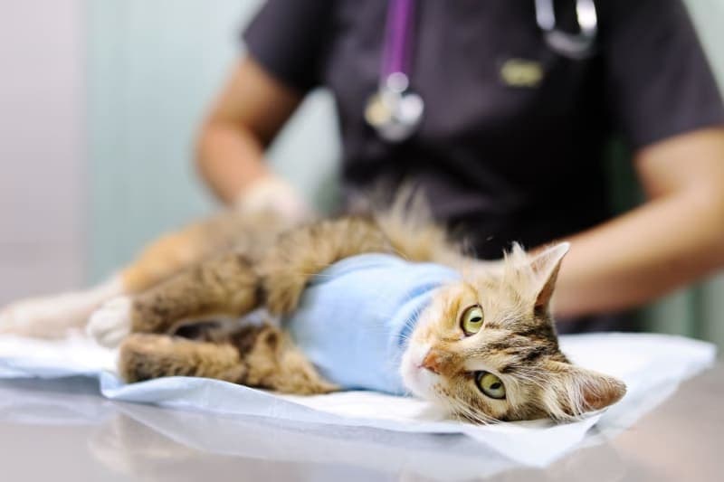Cat Recovering from Surgery: How to Help Them Get Better Cat Recovering from Surgery: How to Help Them Get Better