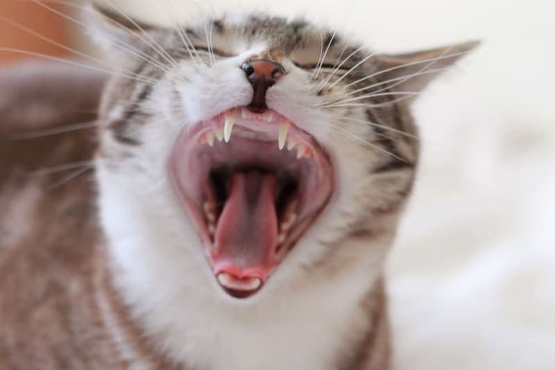 Stomatitis in Cats Stomatitis in Cats