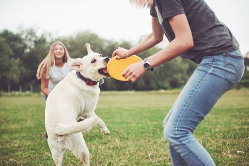 Why Playtime Is Vital for Dogs Why Playtime Is Vital for Dogs
