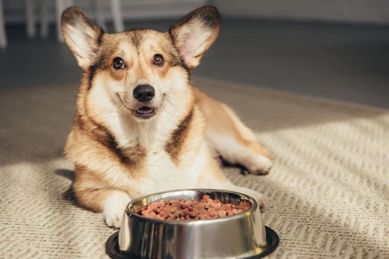 How to Choose Dog Food: What Is the Best Food for Dogs? How to Choose Dog Food: What Is the Best Food for Dogs?
