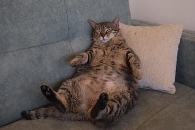 Is your cat overweight? Signs, Symptoms & What to Do Is your cat overweight? Signs, Symptoms & What to Do