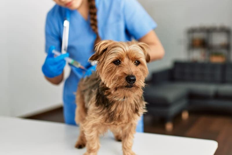 Dog Parvovirus-What You Need to Know Dog Parvovirus-What You Need to Know