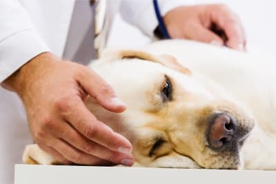Chronic Pain Conditions in Dogs Chronic Pain Conditions in Dogs