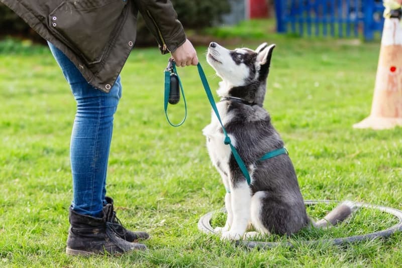 Dog Training Advice Dog Training Advice