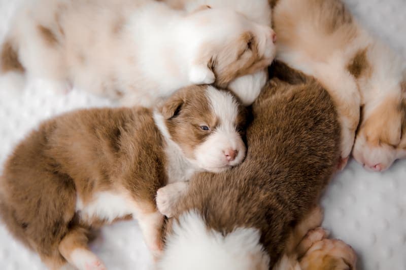 How much does a dog C-section cost? Does my dog need one? How much does a dog C-section cost? Does my dog need one?