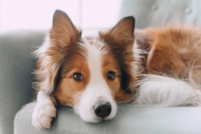 Dog Behavior Change After Vaccination Dog Behavior Change After Vaccination