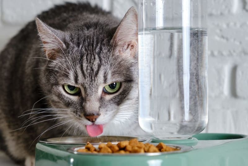 Diet for Cats with Hyperthyroidism Diet for Cats with Hyperthyroidism