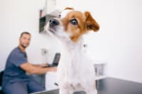 Hookworm in Dogs: Signs, Treatment & Prevention Hookworm in Dogs: Signs, Treatment & Prevention