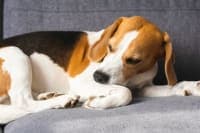 ACL in Dogs ACL in Dogs