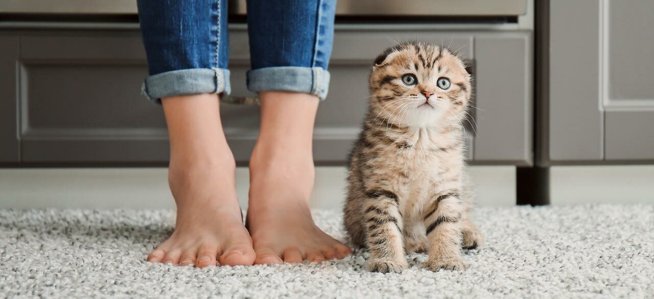 thomasville-veterinary-hospital-banner-3 thomasville-veterinary-hospital-banner-3