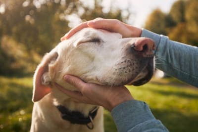 How to Take Care of a Senior Dog: Tips & Advice How to Take Care of a Senior Dog: Tips & Advice