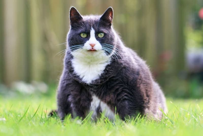 Is Your Cat Overweight? Signs, Symptoms & What to Do Is Your Cat Overweight? Signs, Symptoms & What to Do