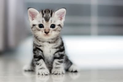 Your Kitten's First Vet Visit - What to Expect Your Kitten's First Vet Visit - What to Expect