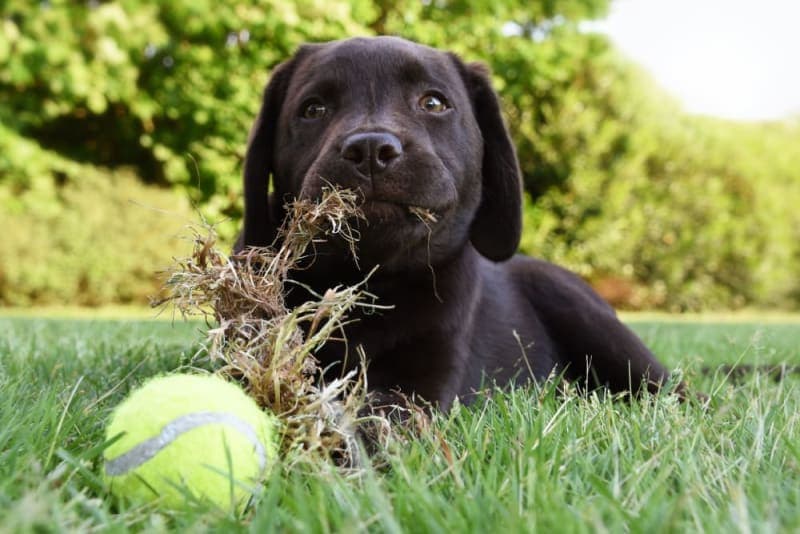 Dogs Eating Grass: Why Do They Do It & Is My Dog Poisoned? Dogs Eating Grass: Why Do They Do It & Is My Dog Poisoned?