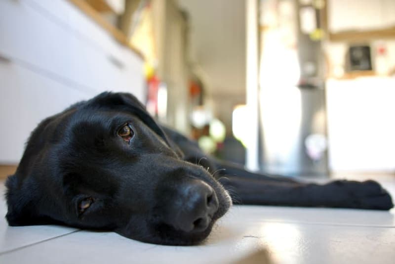 Can a Dog Have a Reaction to the Bordetella Vaccine? Can a Dog Have a Reaction to the Bordetella Vaccine?