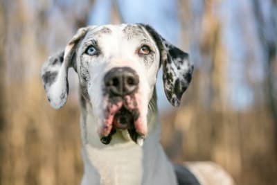 What to Do About Your Dog's Bad Breath What to Do About Your Dog's Bad Breath