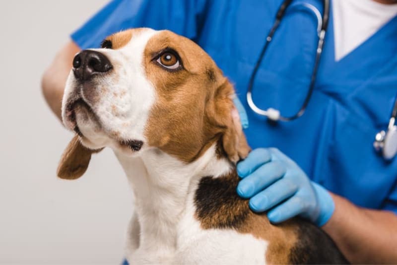 Should I Get My Dog Vaccinated? Why & When to Do It Should I Get My Dog Vaccinated? Why & When to Do It