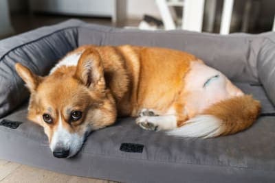 Hip Dysplasia Surgery for Dogs: What to Expect Hip Dysplasia Surgery for Dogs: What to Expect