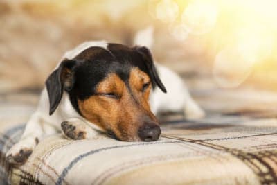 Fever in Dogs: Symptoms & Treatment Fever in Dogs: Symptoms & Treatment