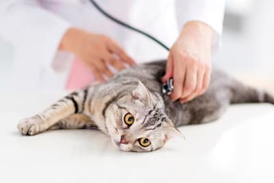 Cat Intestinal Blockage Surgery Cat Intestinal Blockage Surgery