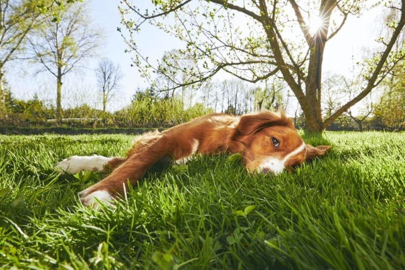 Vaccine Reactions in Dogs: Everything You Should Know Vaccine Reactions in Dogs: Everything You Should Know