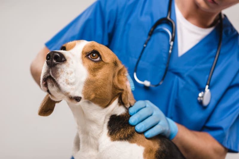 How Often Should I Take My Dog To The Vet? How Often Should I Take My Dog To The Vet?